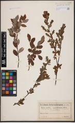 Foto von Salix aurita L. x Salix myrtilloides L.
